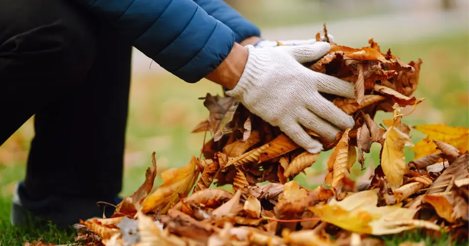 Fall Yard Cleanup