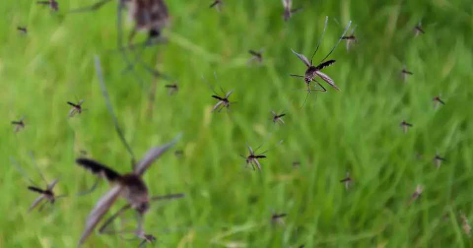 Mosquito swarm after rainstorm