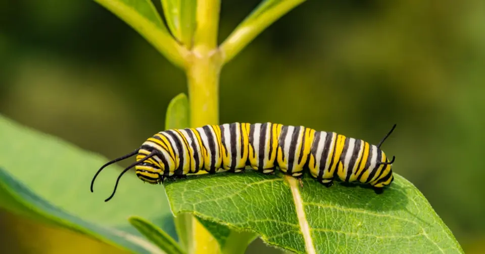 Caterpillar on shrub