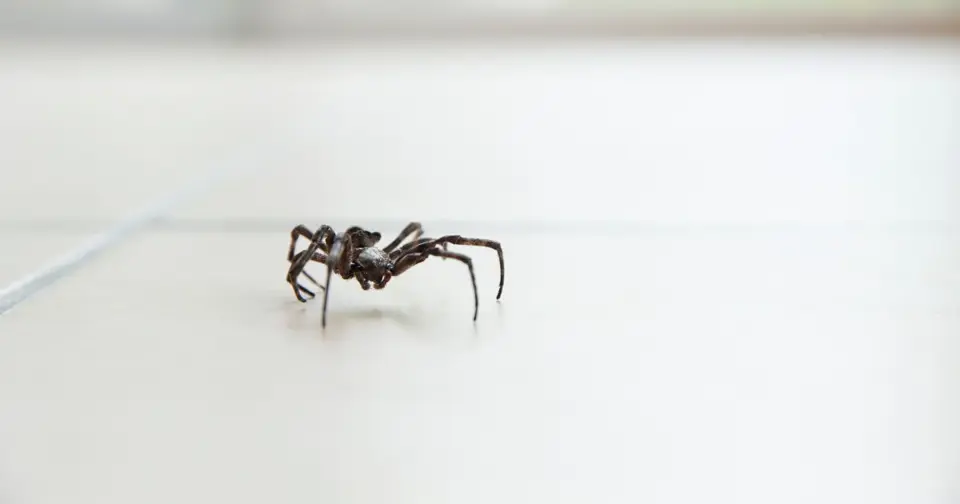 Spider entering house