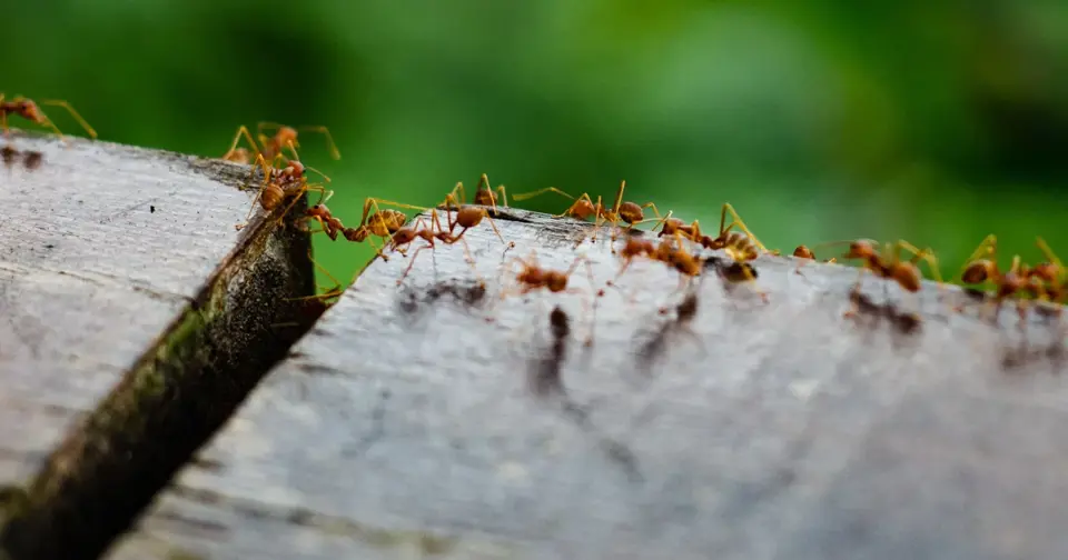 Ants during summer