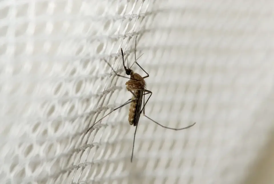 Mosquito Control in Dallas
