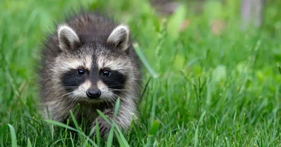 A young raccoon with its characteristic black mask walks through vibrant green grass, looking directly forward.