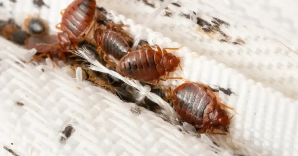 Several reddish-brown bed bugs are visible on a white, textured fabric surface, possibly a mattress seam. This image illustrates common signs of a bed bug presence.
