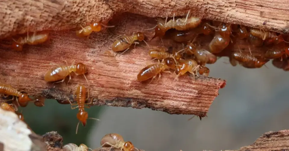 Numerous light brown termites are seen infesting a piece of damaged wood, a common sign of hidden pest problems causing significant damage.