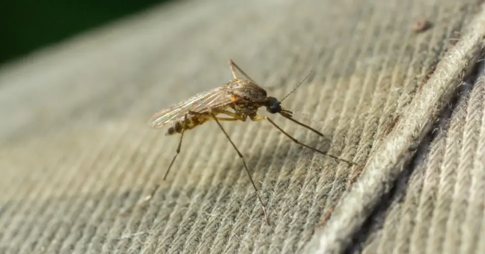 A close-up shot of a mosquito resting on light-colored fabric, illustrating the insect often associated with bites and disease.