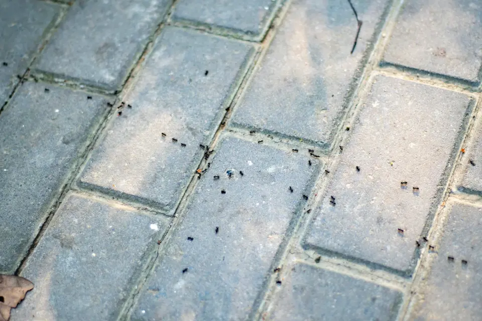 A trail of ants on outdoor pavers, a common Dallas pest problem treated with targeted IPM.