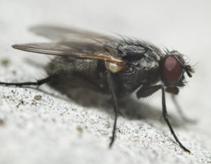 close-up of house fly on white background