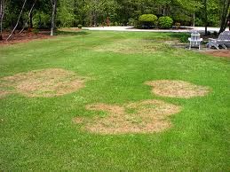 brown patches on a lawn