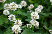 white clover