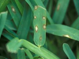 grey leaf spot