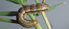 army worm