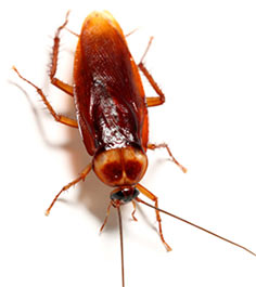 roach on white background