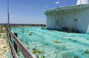 A large area around a white building covered in blue-colored herbicide treatment with scattered weeds.