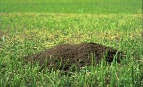 heap of fire ants on lawn