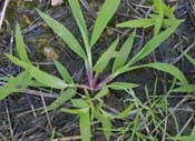 crabgrass