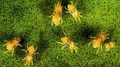 spider mites