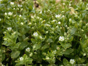 chickweed