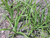 Nutsedge