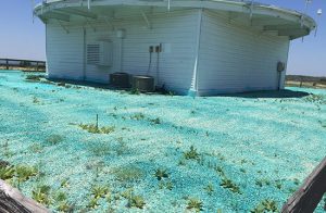 A closer view of the blue herbicide-treated ground surrounding a white building, with some weeds still visible.