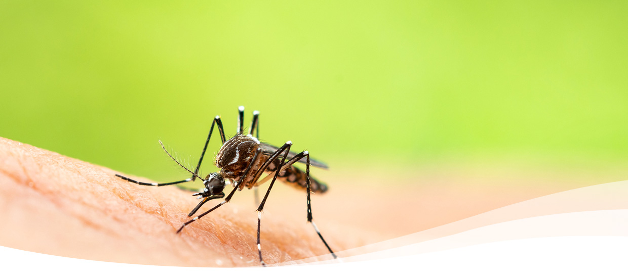 12 Interesting Facts About Mosquitoes