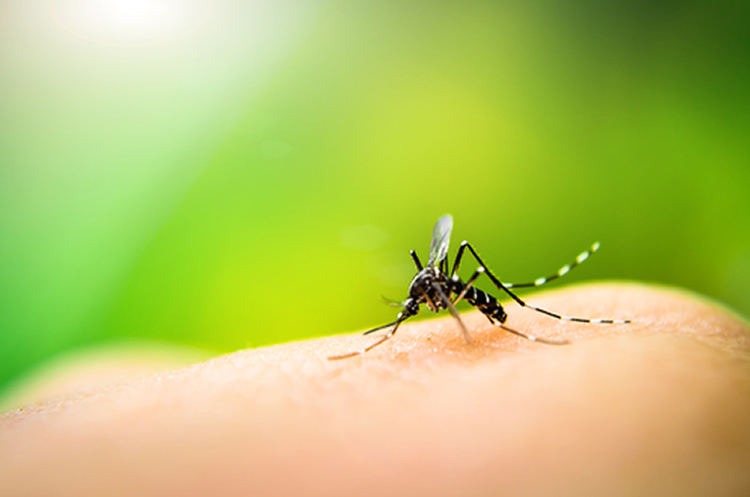12 Interesting Facts About Mosquitoes