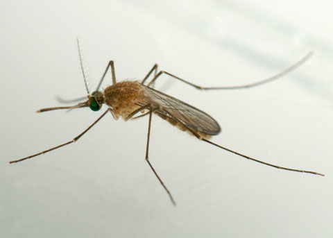 southern house mosquito