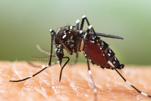 Asian tiger mosquito