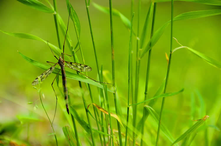 male mosquito on grass