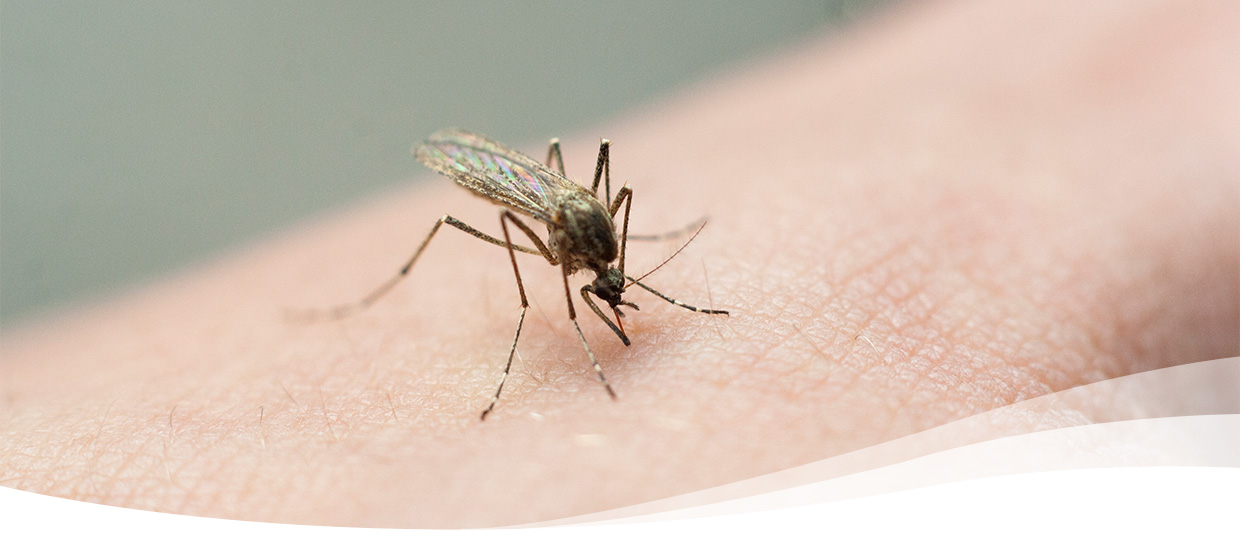 10 Things Mosquitoes Hate Most