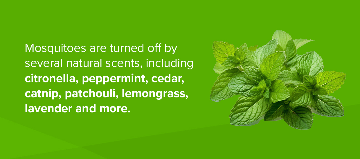 mosquitos are turned off by several natural scents