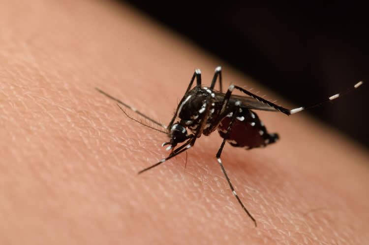 The 10 Things Mosquitoes Hate Most