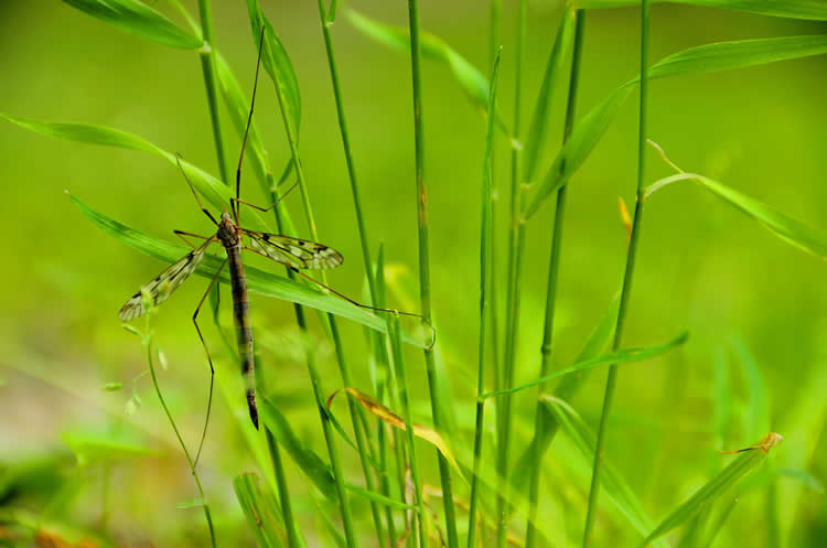 Where Do Mosquitoes Live Besides Your Home?