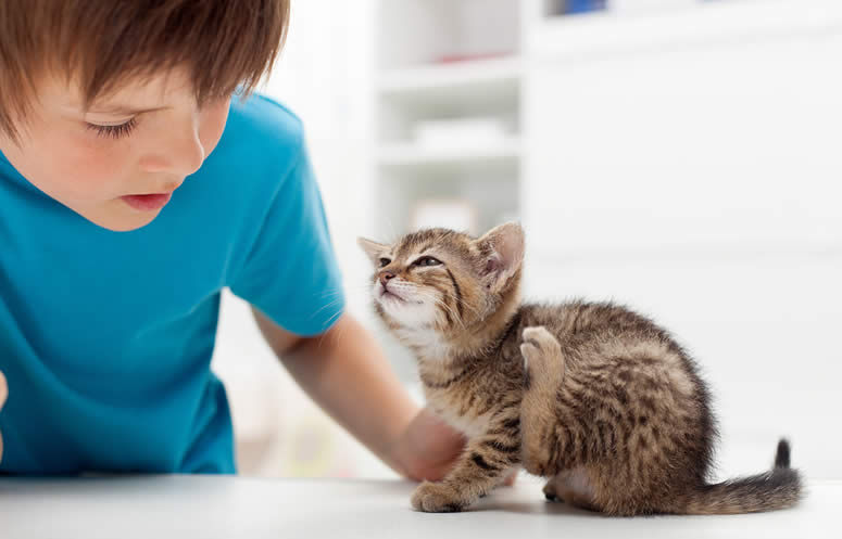 Tips to Help Get Rid of Fleas Naturally