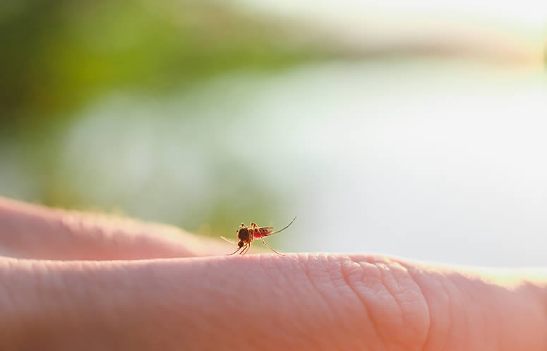 What Would Happen if We Killed Off Every Mosquito on Earth?
