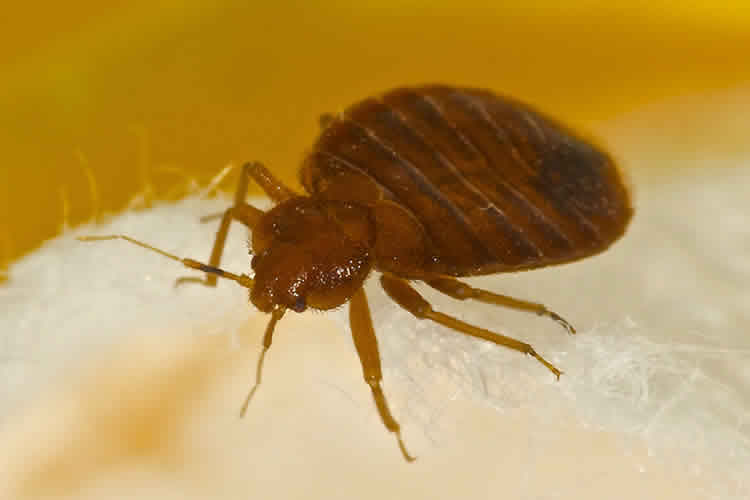close up of a bed bug