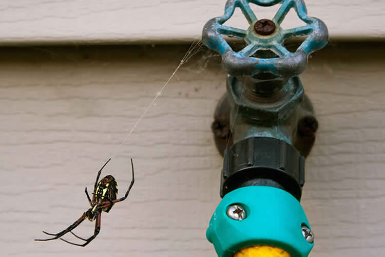 6 Helpful Tips to Get Rid of Spiders in Your Home