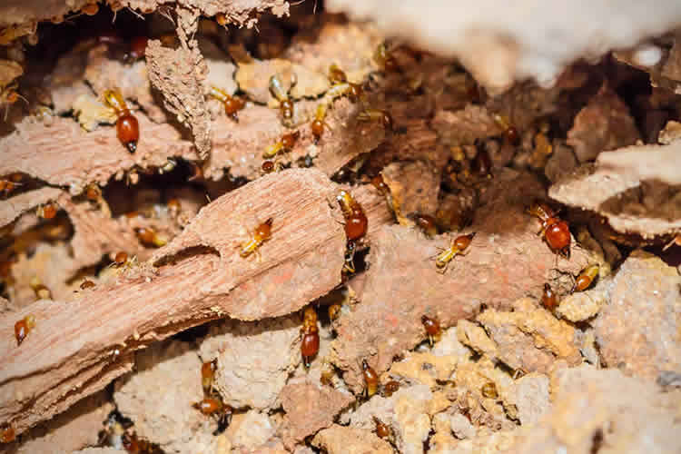 termites eating wood