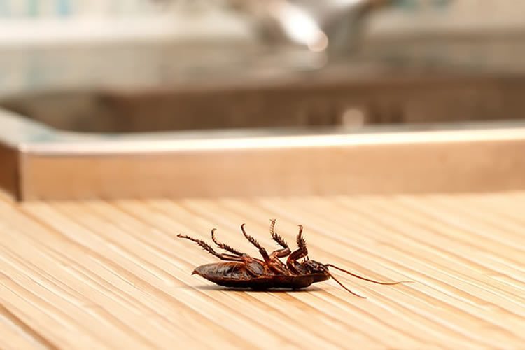 Natural Ways to Keep Roaches Away