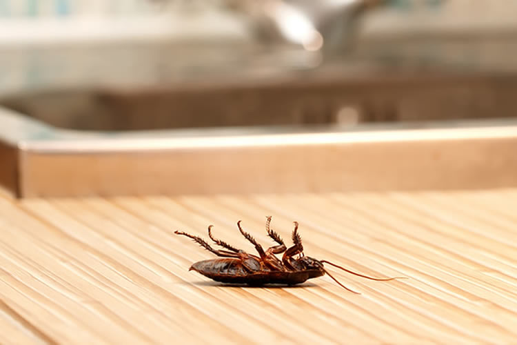 Natural Ways to Keep Roaches Away