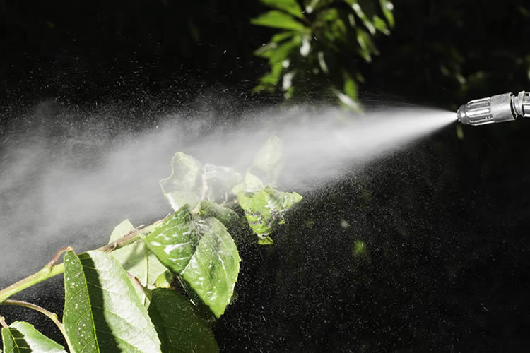 8 Reasons to Hire a Professional Pest Control Company