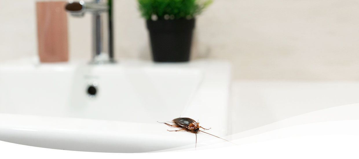 The 7 Most Common Home Pest Control Mistakes