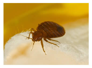 close up of a bed bug