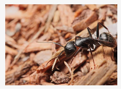 close up of a carpenter ant