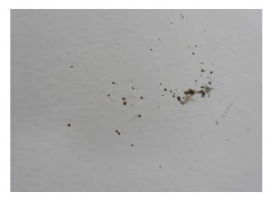 bed bug droppings on a wall