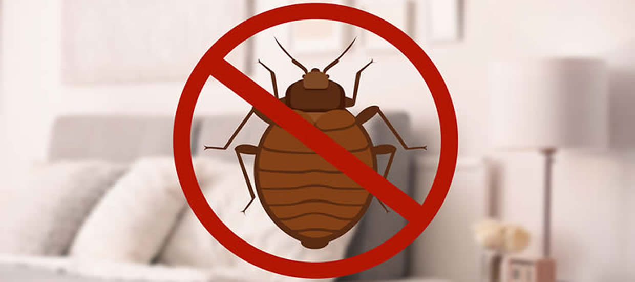 Bedbugs FAQs – Learn All About Bed Bugs