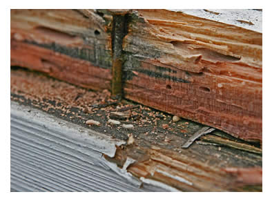 termite damage to house foundation