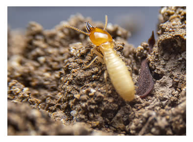 close up of a termite