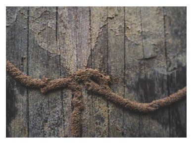 termite tunnels on wood