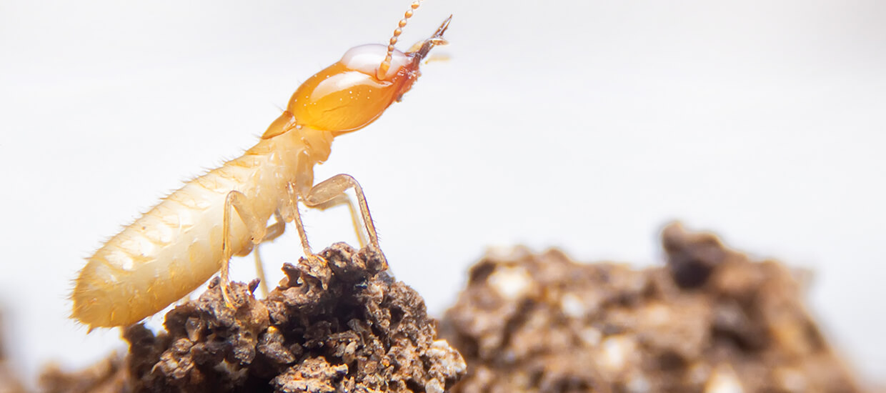 What Do Termites Look Like?